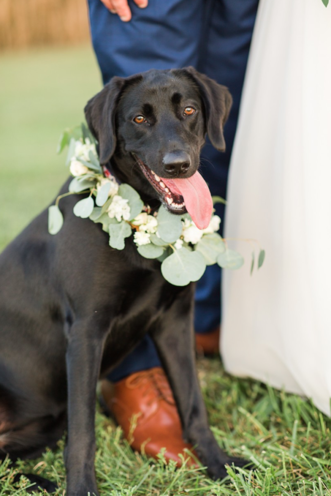 Dog at Wedding by Katelyn Prince Photography