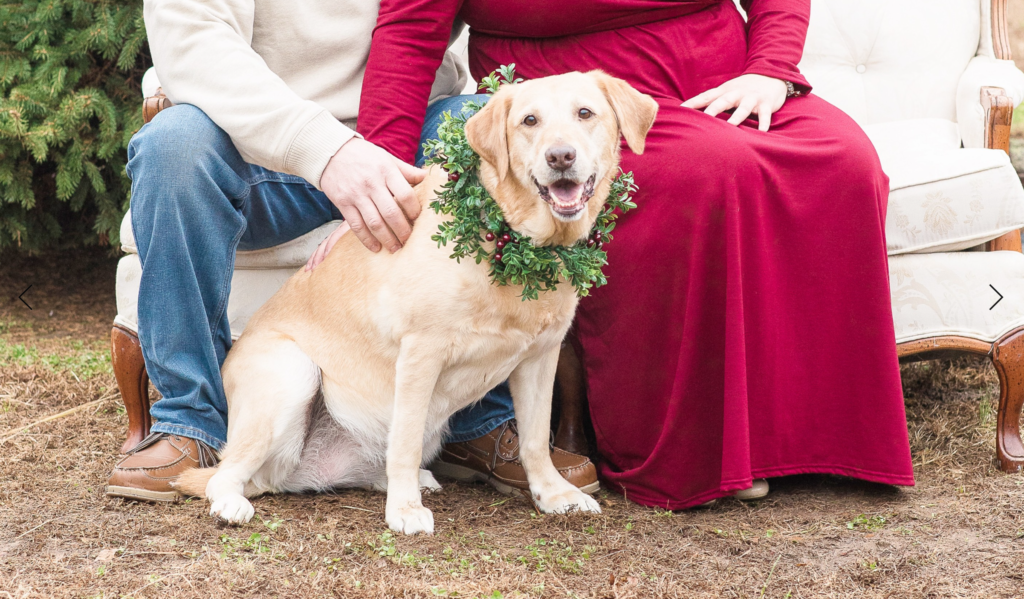 Dog during maternity session by Katelyn Prince Photography